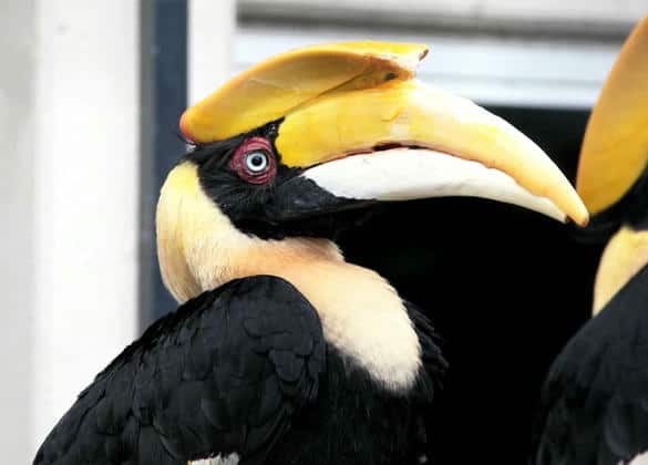 動物図鑑・オオサイチョウ